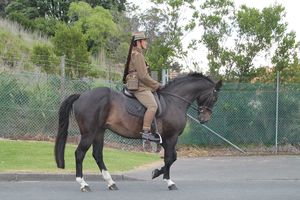 GisborneParadeHORSE