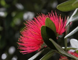 Pohutukawa flower Photo CC BY SA Avenue