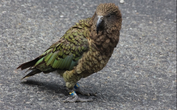 Kea Milford Sound Menno Huibers