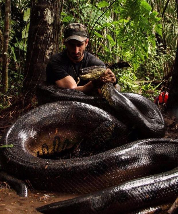 Paul Rosolie with anaconda