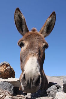 Donkey CC BY