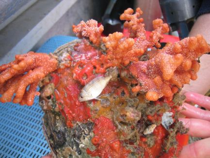 Juvenile snapper on habitat made up of soft corals attached to a horse mussel