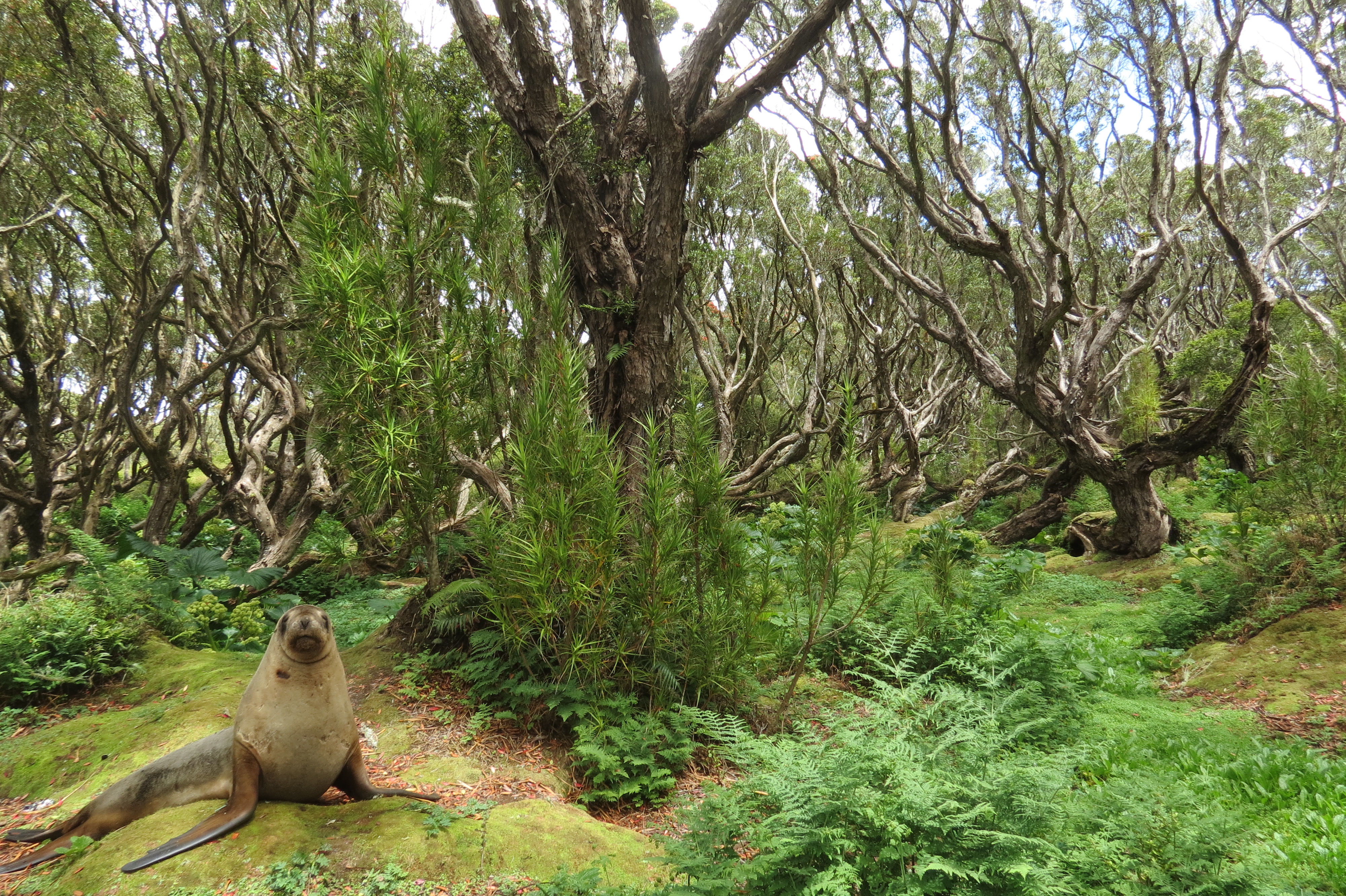 Listener Alan Blair s photo of The Weekend s featured sound the Hooker Sea Lion