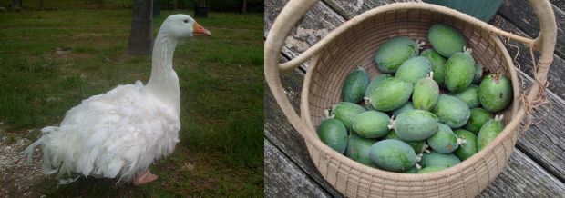 White Goose Feijoas