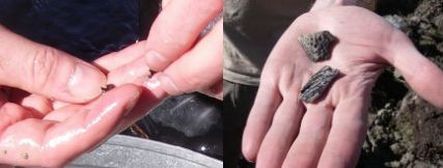 Tiny bird bone fragments and crocodile skull pieces