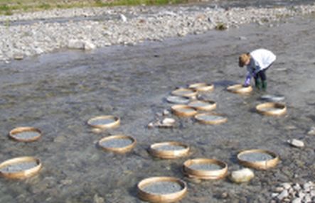 Sieving sediment in the river