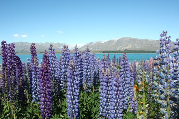 Lupins Lake Tekapo NZ
