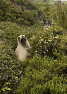 New Zealand sea lion on Enderby Island