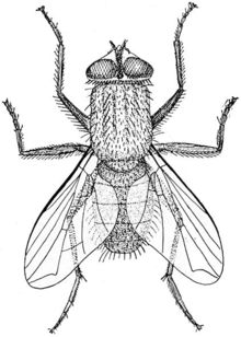 Housefly Musca illustration by Richard Hertwig PD