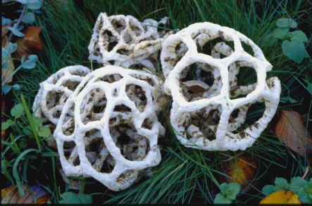 a basket fungus