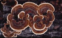 Trametes versicolour 