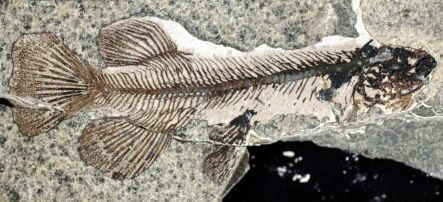 A fossil freshwater fish