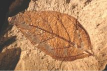 A fossil leaf