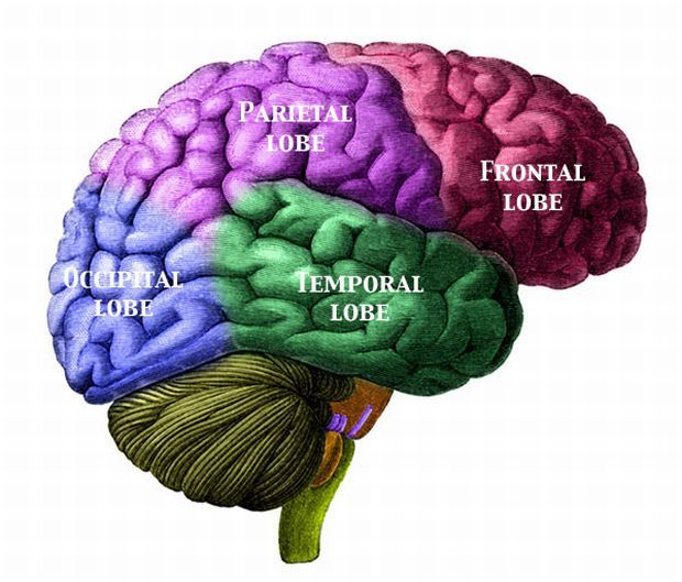Brain Lobes Labelled CC BY Camazine wiki