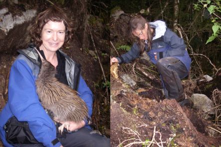 Alison Ballance with kiwi, and Jane Tansell looking for kiwi in log jumble