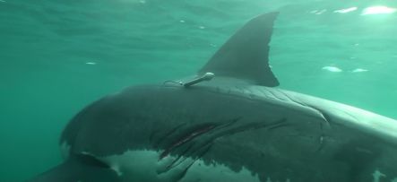 Female great white shark named Kara with a satellite tag and bite marks, probably from another great white shark.