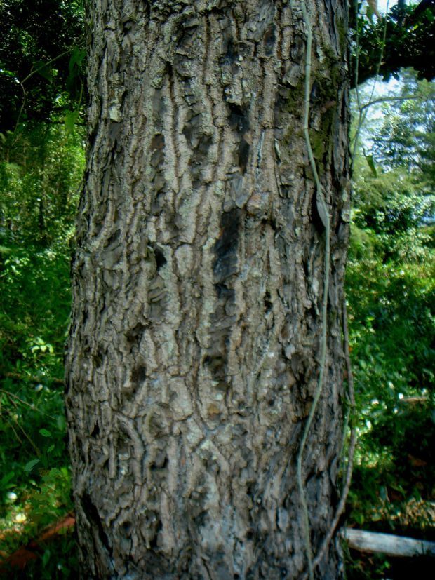 The Sacred Trees Tamanu Calophyllum inophyllum L PD