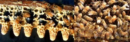 Queen bee larval cells and queen and worker bees