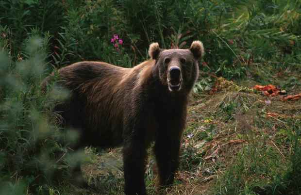 big brown bear ursus arctos PD