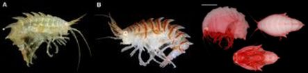 Various amphipods