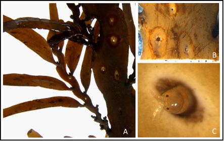 One millimetre long newly-discovered amphipod that burrows in algae