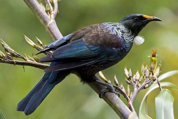 Tui on flax