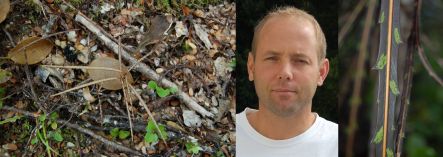 A lancewood seedling, Kevin Burns, and a leaf