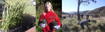 A Forest and Bird tree planting day at Paremata Flats Reserve near Nelson
