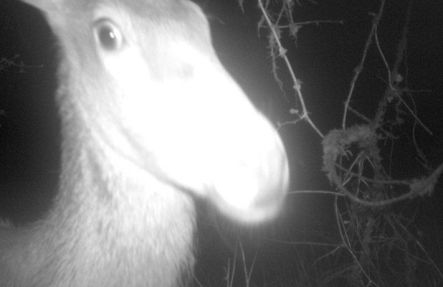 Stunned donkey or Fiordland moose?