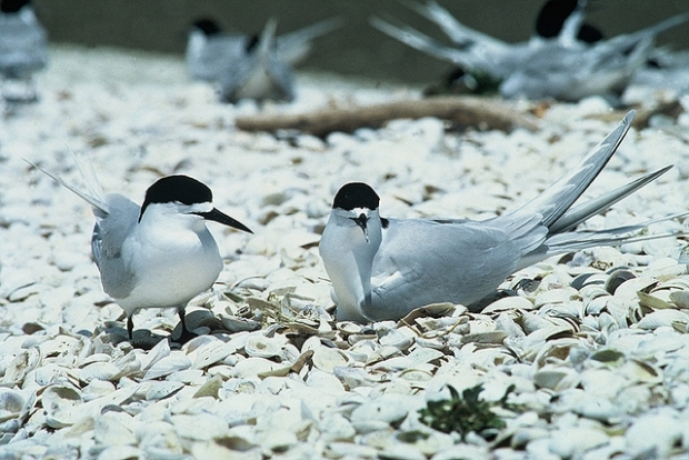 White Fronted Tern DOC CC