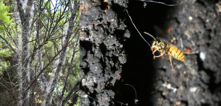 Mass of honeydew and a European wasp