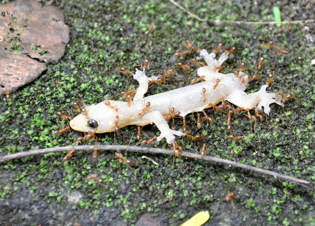 A dead gecko being dragged away by yellow crazy ants in India CC