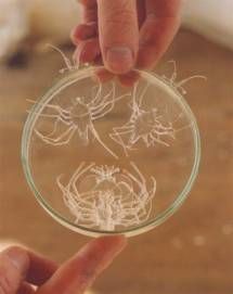 Lobster larvae in a petri dish.