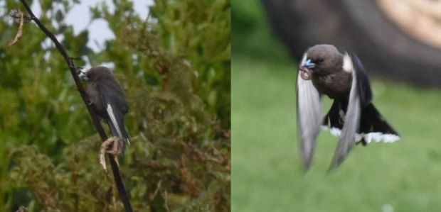 Dusky woodswallow