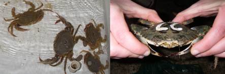 native paddle crab on left and Asian paddle crab on right.