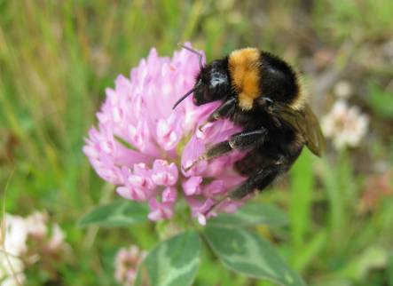 Short-haired bumblebee on red clover