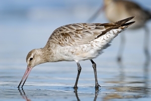 Godwit