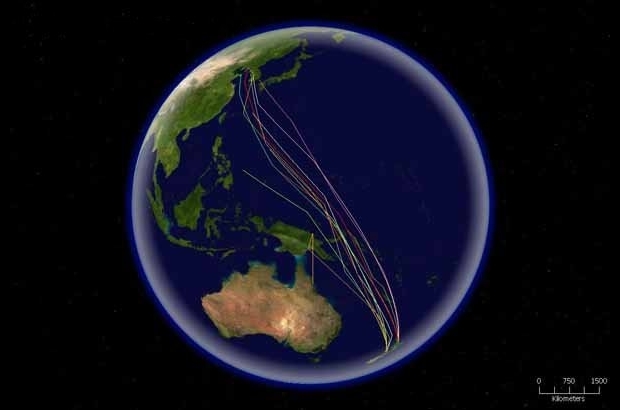 Image result for kuaka migration