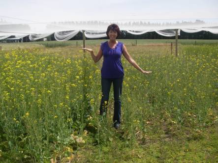 Alison Stewart showing tall oil seed rape grown with an application of beneficial soil fungi, and shorter sparser oil seed rape grown without an application.