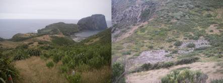 View of revegetation on Mangere Island: looking towards Little Mangere Island (left) and up towards summit 