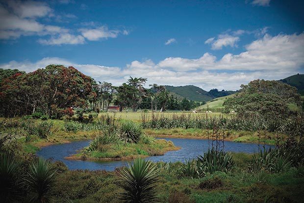 Tahi Wetland