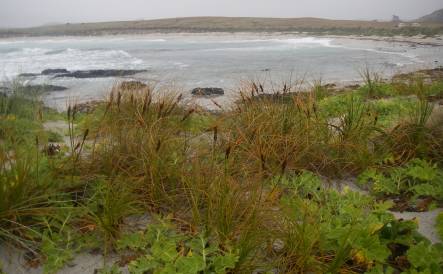 Wharekauri Beach with pingao and sow thistle planted in foreground