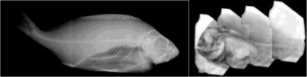 Fish imaged with x-rays and neutrons