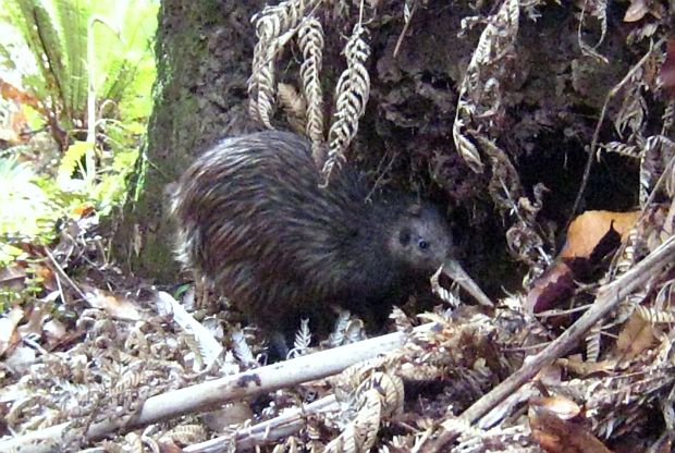 Tanekaha at the entrance to his new burrow in the Maungataniwha Native Forest in inland Hawke s Bay