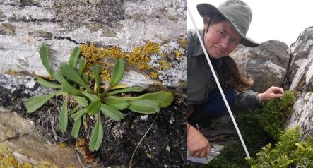 juvenile Cooks scurvy grass and Amanda Baird with an adult plant