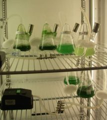 Cyanobacteria cultures growing in the lab