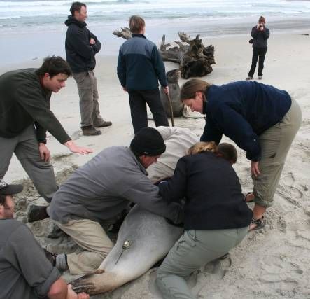 Team of scientists removing tags from a sea lion - one tag is visible on the animal's lower back