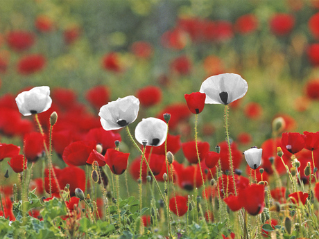 White and red poppies
