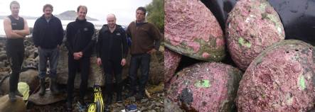 Paua survey team, and paua with green plastic tags glued on their shells