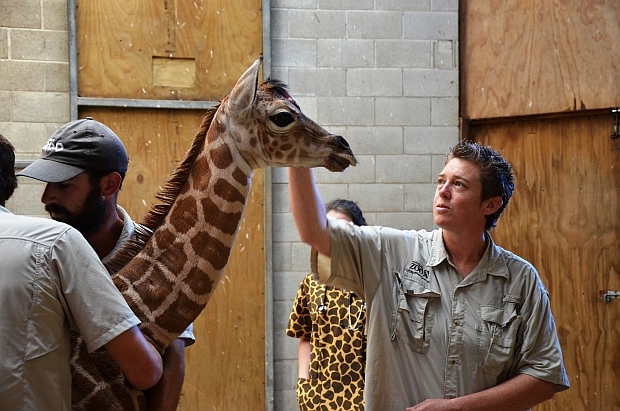 Baby giraffe at Auckland Zoo